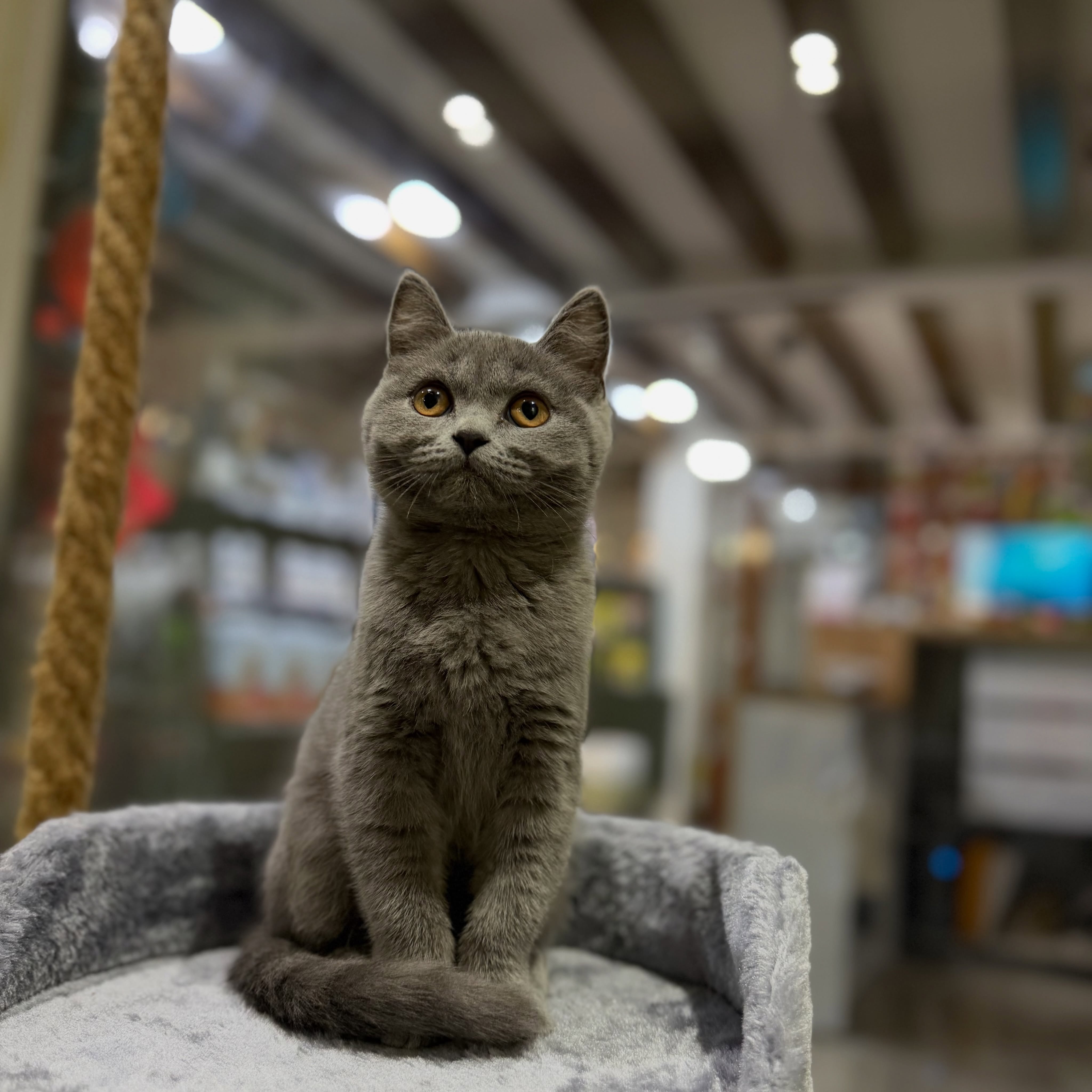 Mace British Shorthair – PetStore"Prishtina"