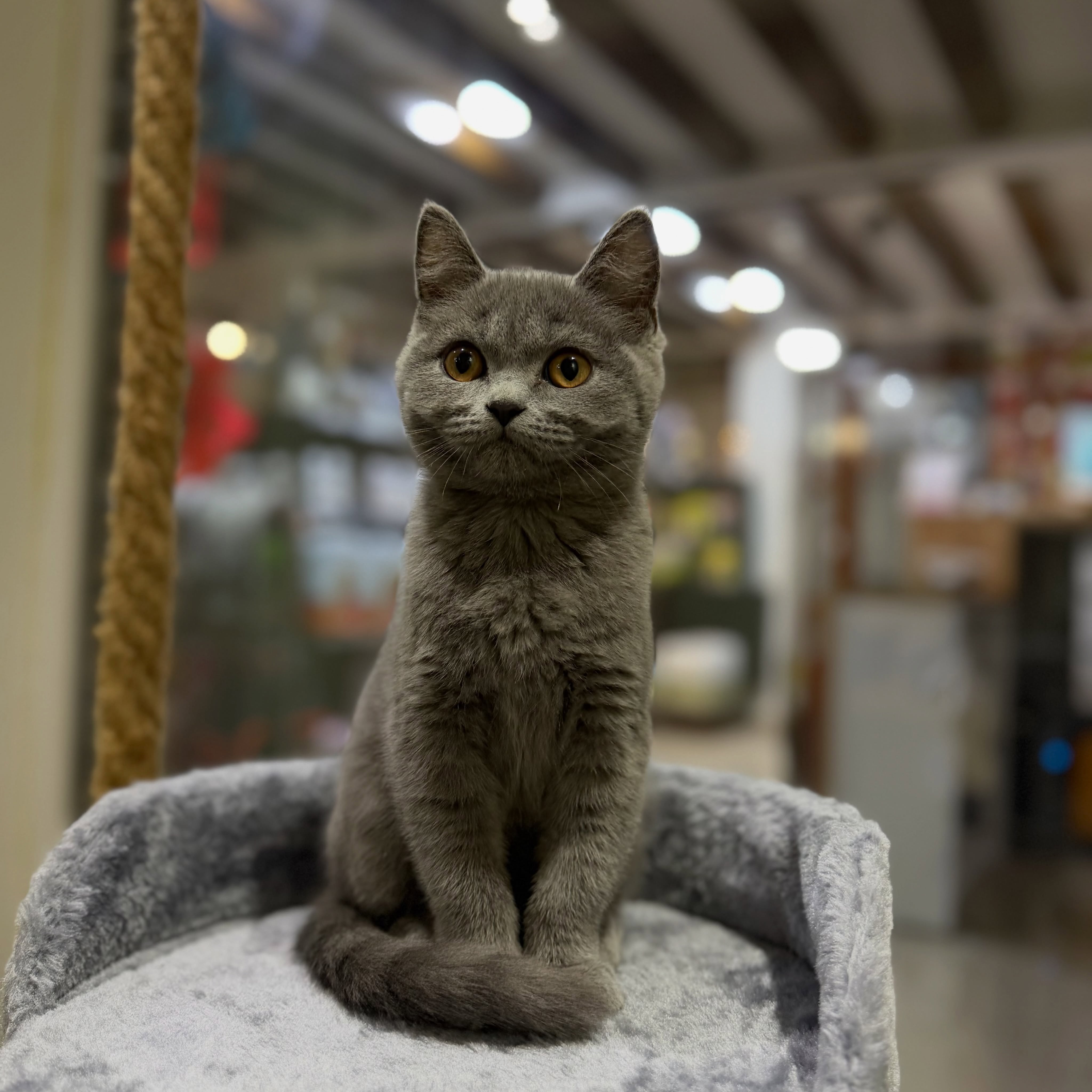 Mace British Shorthair – PetStore"Prishtina" (2)