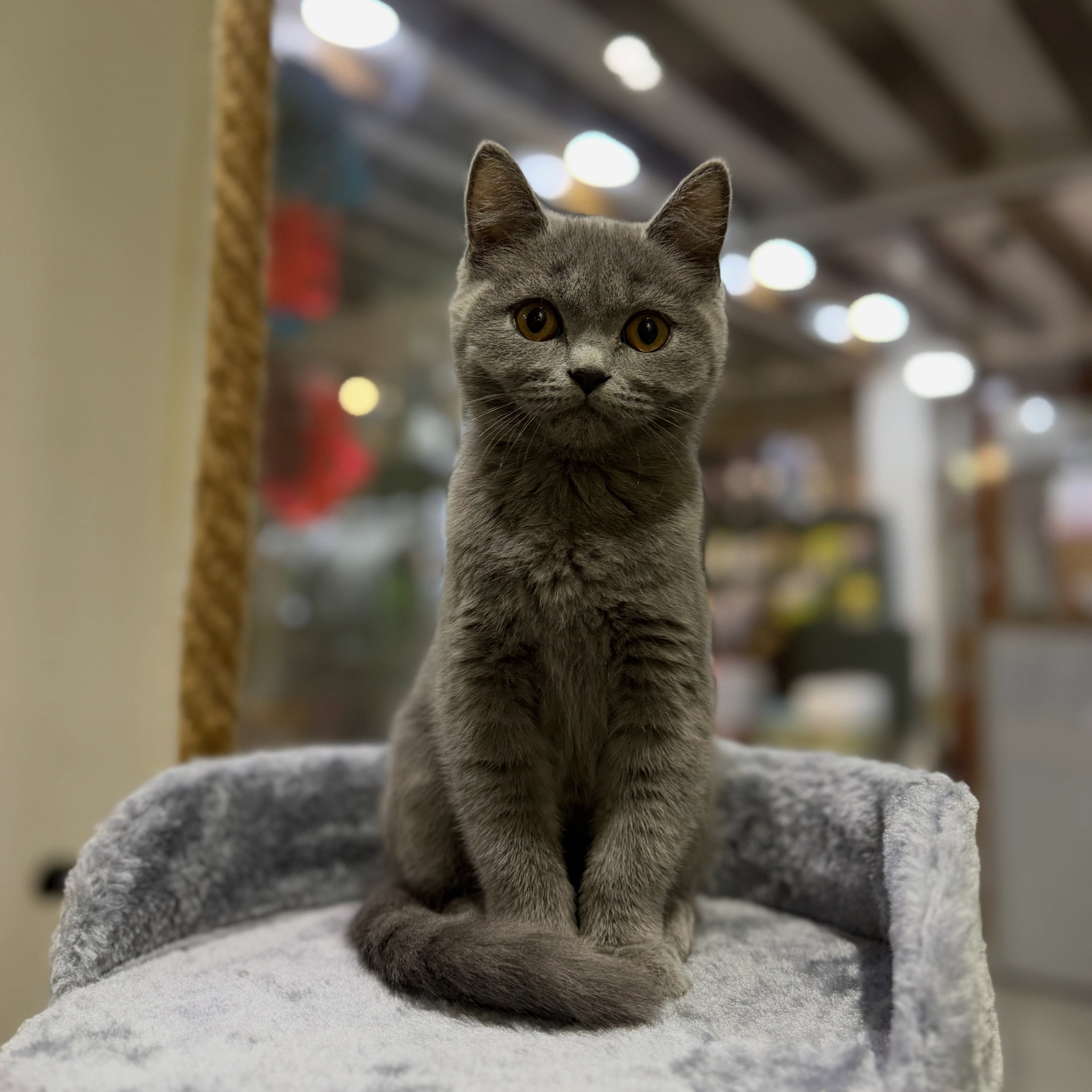 Mace British Shorthair – PetStore"Prishtina" (3)