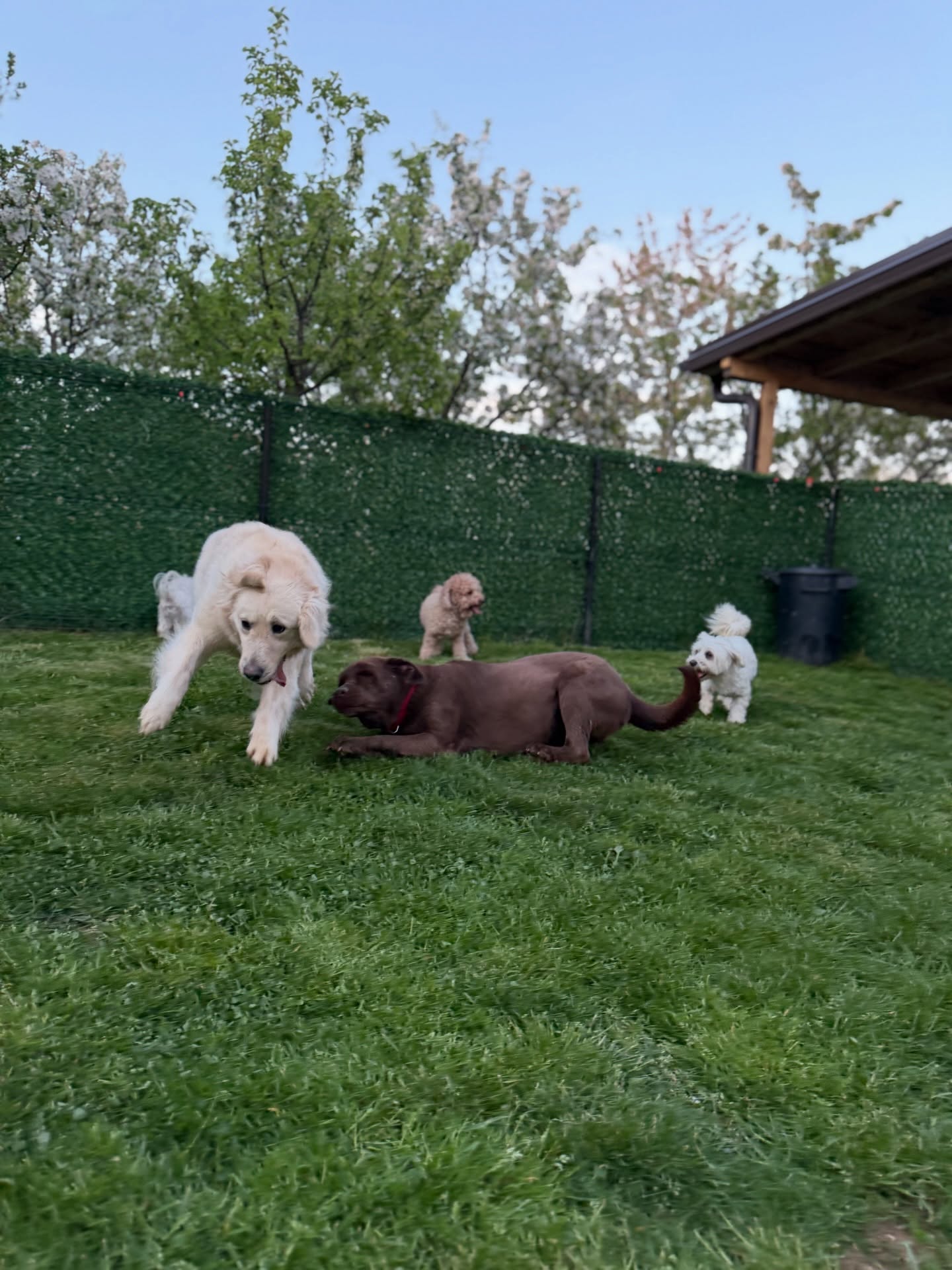 Hotel për qen me oborr – PetStore"Prishtina" (3)