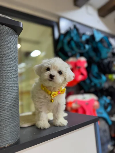 Qenush Mini Maltese