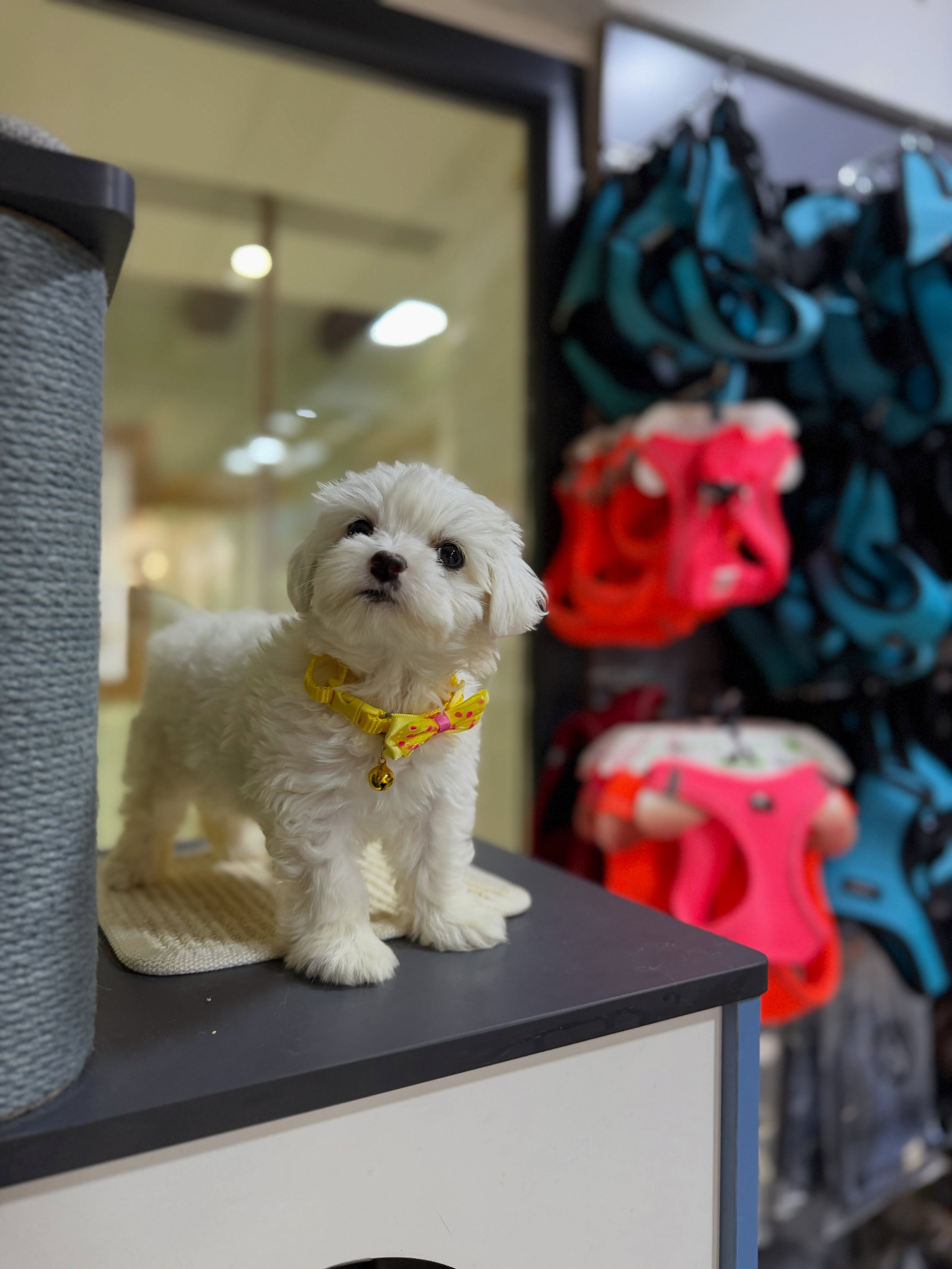 Qenush Mini Maltese – PetStore"Prishtina" (2)