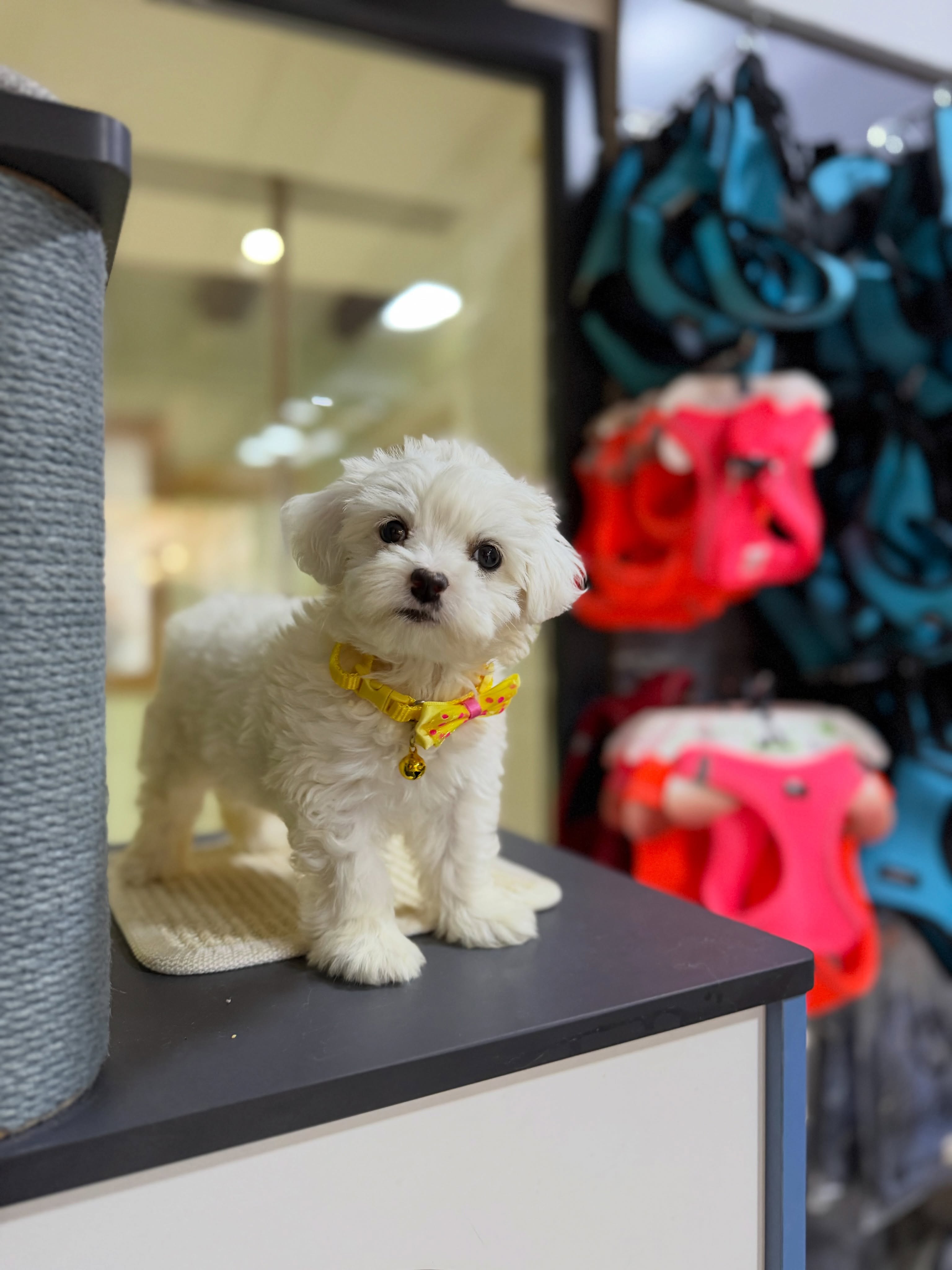 Qenush Mini Maltese – PetStore"Prishtina" (3)