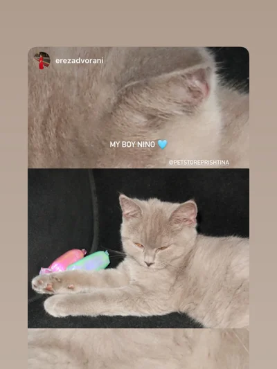 Mace British Shorthair gri