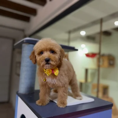 Qenush Toy Poodle