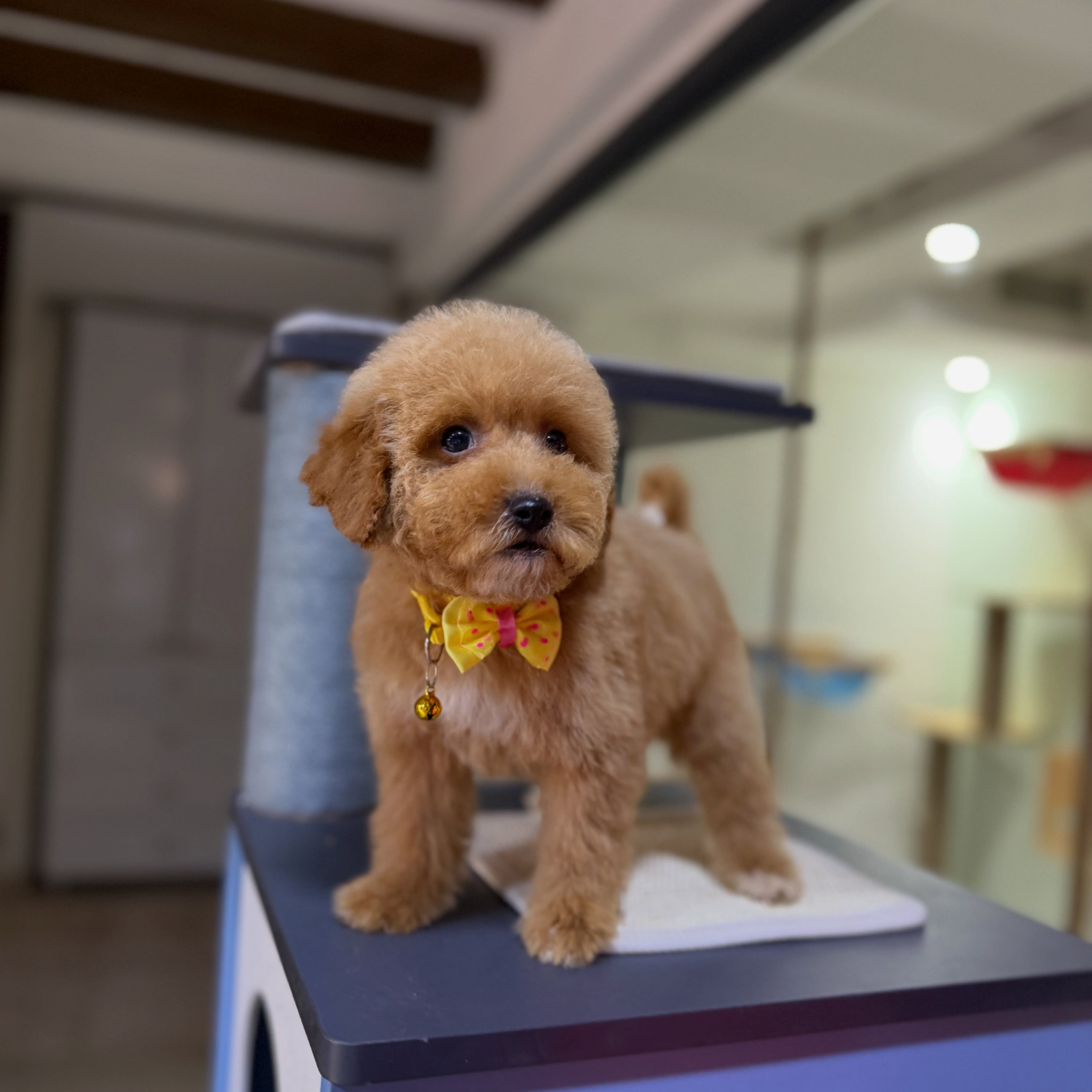 Qenush Toy Poodle – PetStore"Prishtina" (2)