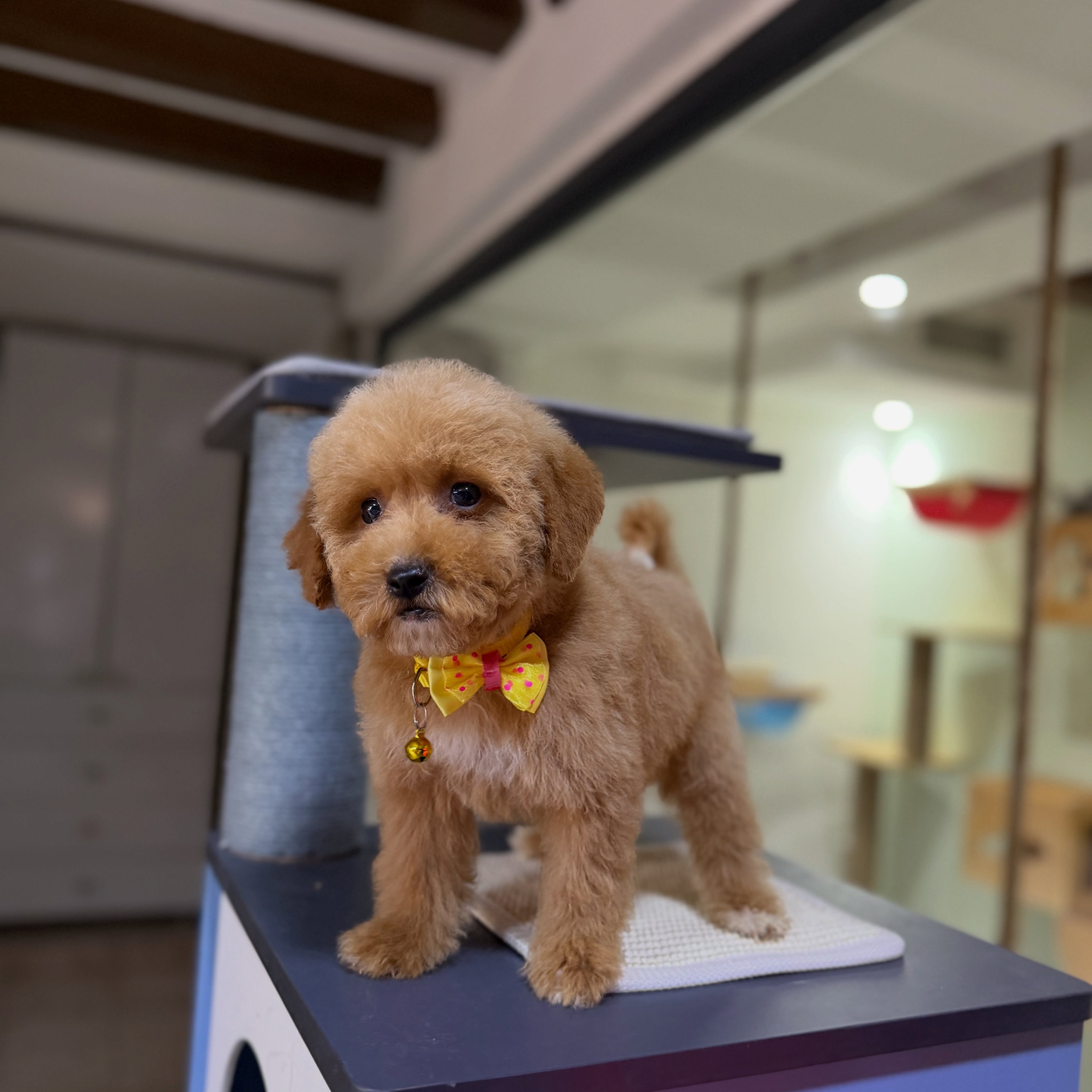 Qenush Toy Poodle – PetStore"Prishtina" (3)