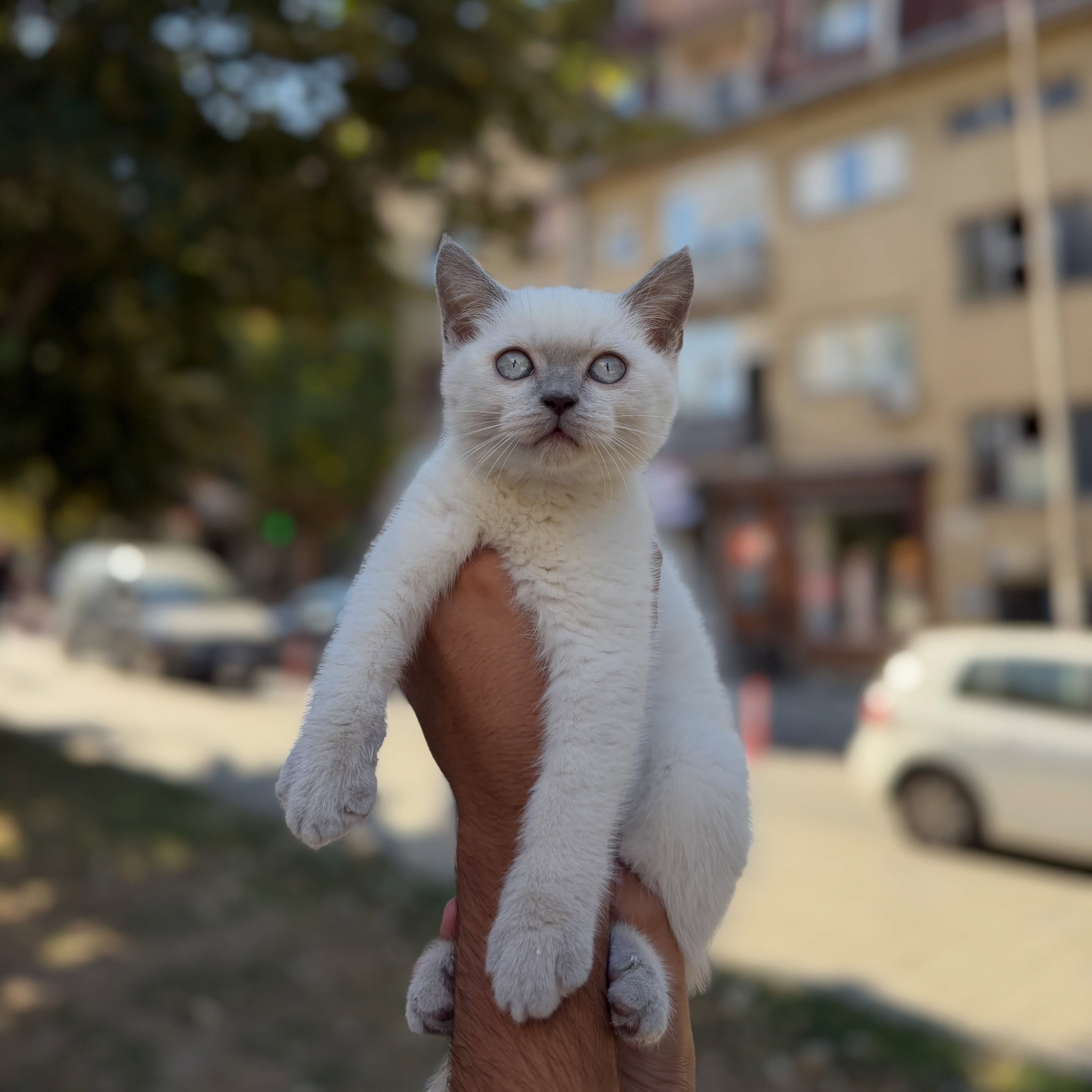 Mace British Shorthair Blue Point – PetStore"Prishtina"