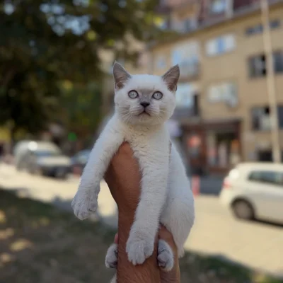 Mace British Shorthair Blue Point