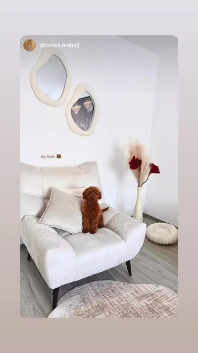Qenush Toy Poodle