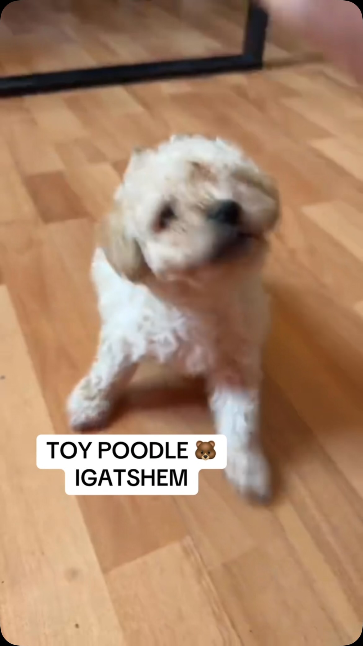 Qen Toy Poodle i bardhë – Pupi Pet Store 🐶🐾