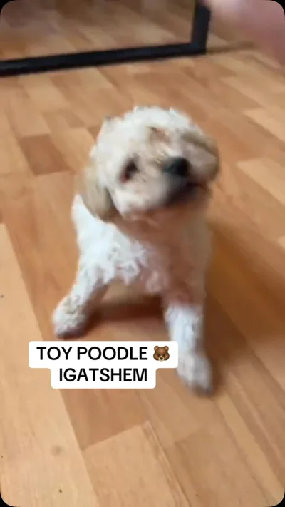 Qen Toy Poodle i bardhë