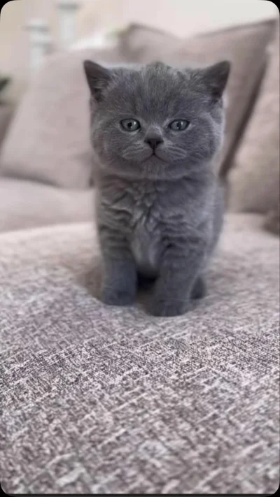 Kotele British Shorthair gri