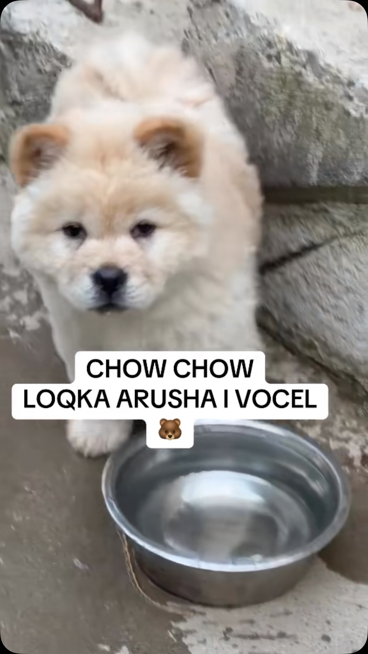 Këlysh Chow Chow ngjyrë krem – Pupi Pet Store 🐶🐾