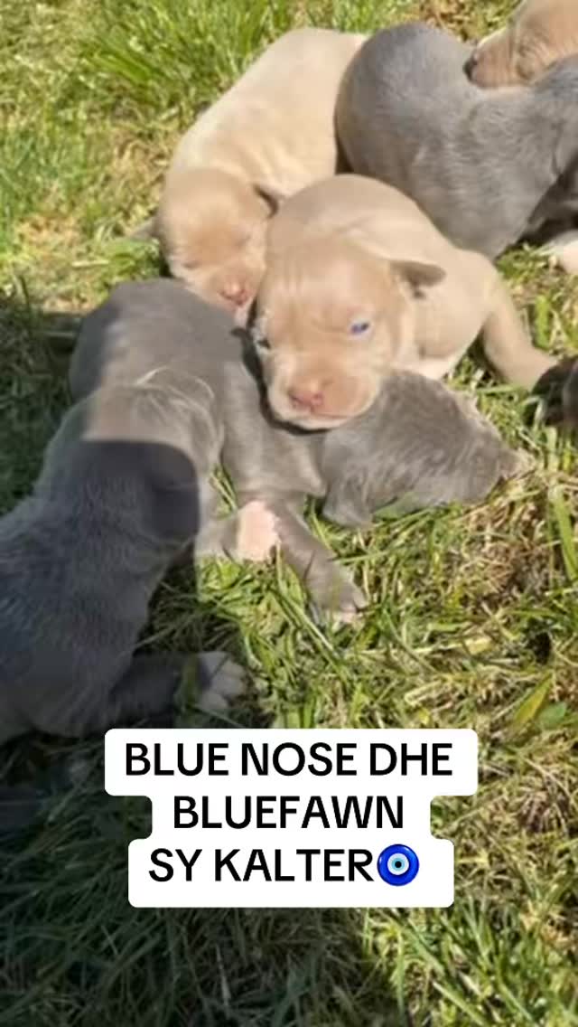 Këlyshë Blue Nose dhe Blue Fawn sykaltër – Pupi Pet Store 🐶🐾