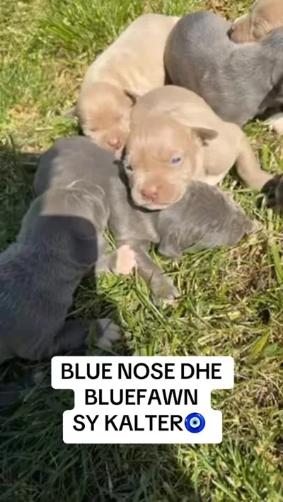 Këlyshë Blue Nose dhe Blue Fawn sykaltër