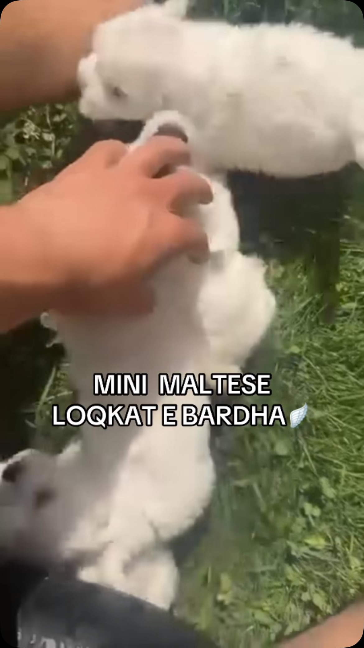 Këlyshë Mini Maltese të bardhë – Pupi Pet Store 🐶🐾