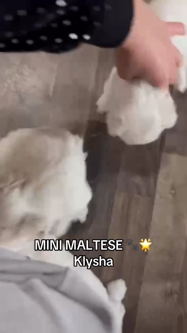 Këlysh Mini Maltese i bardhë – Pupi Pet Store 🐶🐾