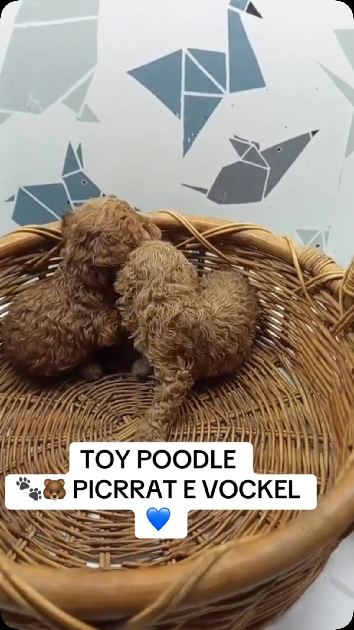 Këlyshë Toy Poodle të vegjël – Pupi Pet Store 🐶🐾