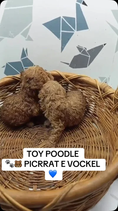 Këlyshë Toy Poodle të vegjël