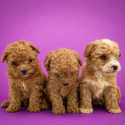 Këlyshë Toy Poodle ngjyrë kafe