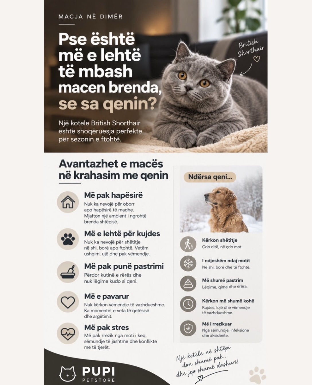 Kotele British Shorthair për shtëpi – Pupi Pet Store 🐶🐾