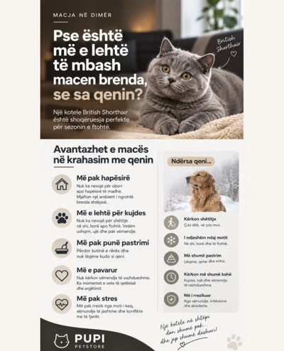 Kotele British Shorthair për shtëpi