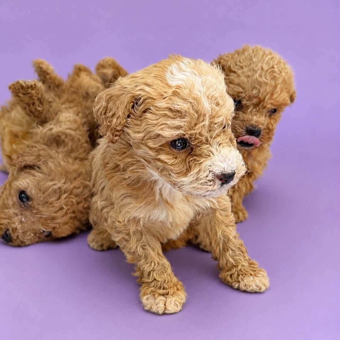 Këlyshë qeni kafe me qime kaçurrela – Pupi Pet Store 🐶🐾