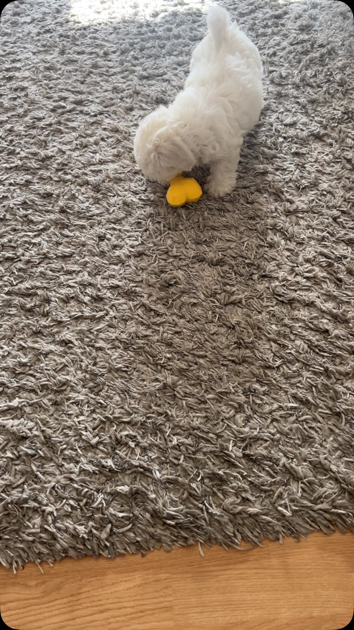 Këlysh i vogël qeni i bardhë – Pupi Pet Store 🐶🐾