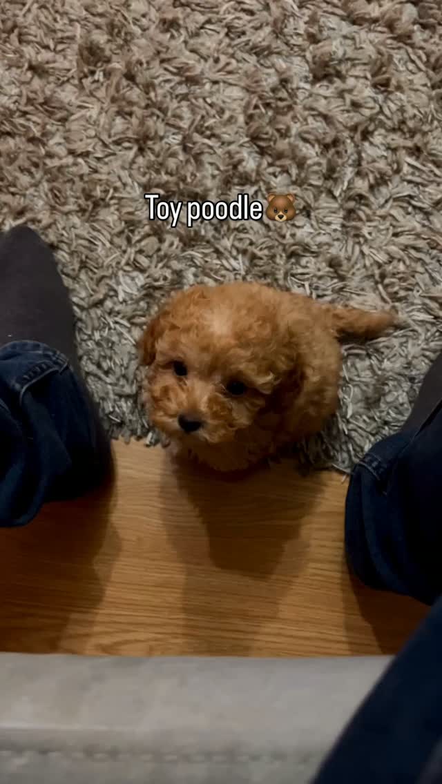 Këlysh Toy Poodle ngjyrë kafe – Pupi Pet Store 🐶🐾