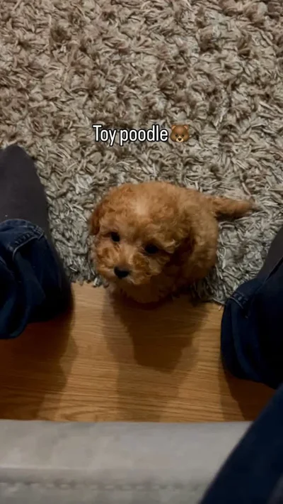Këlysh Toy Poodle ngjyrë kafe