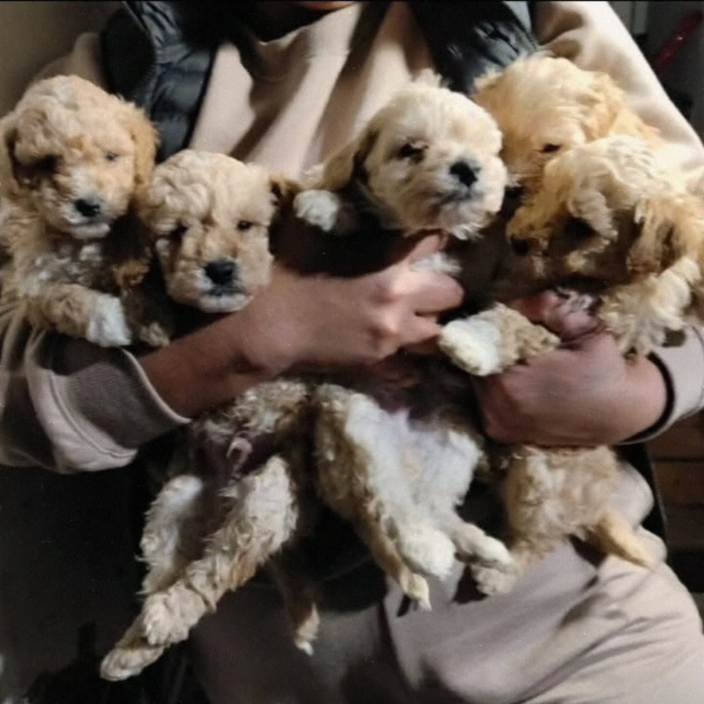 Këlyshë Maltipoo meshkuj dhe femra – URBAN PETS "Ferizaj" ⚜️