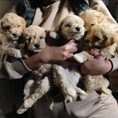 Këlyshë Maltipoo meshkuj dhe femra