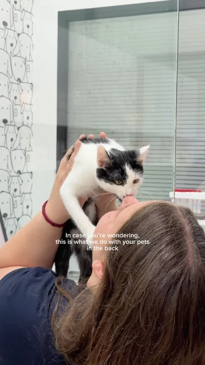 Kujdes veterinar për mace