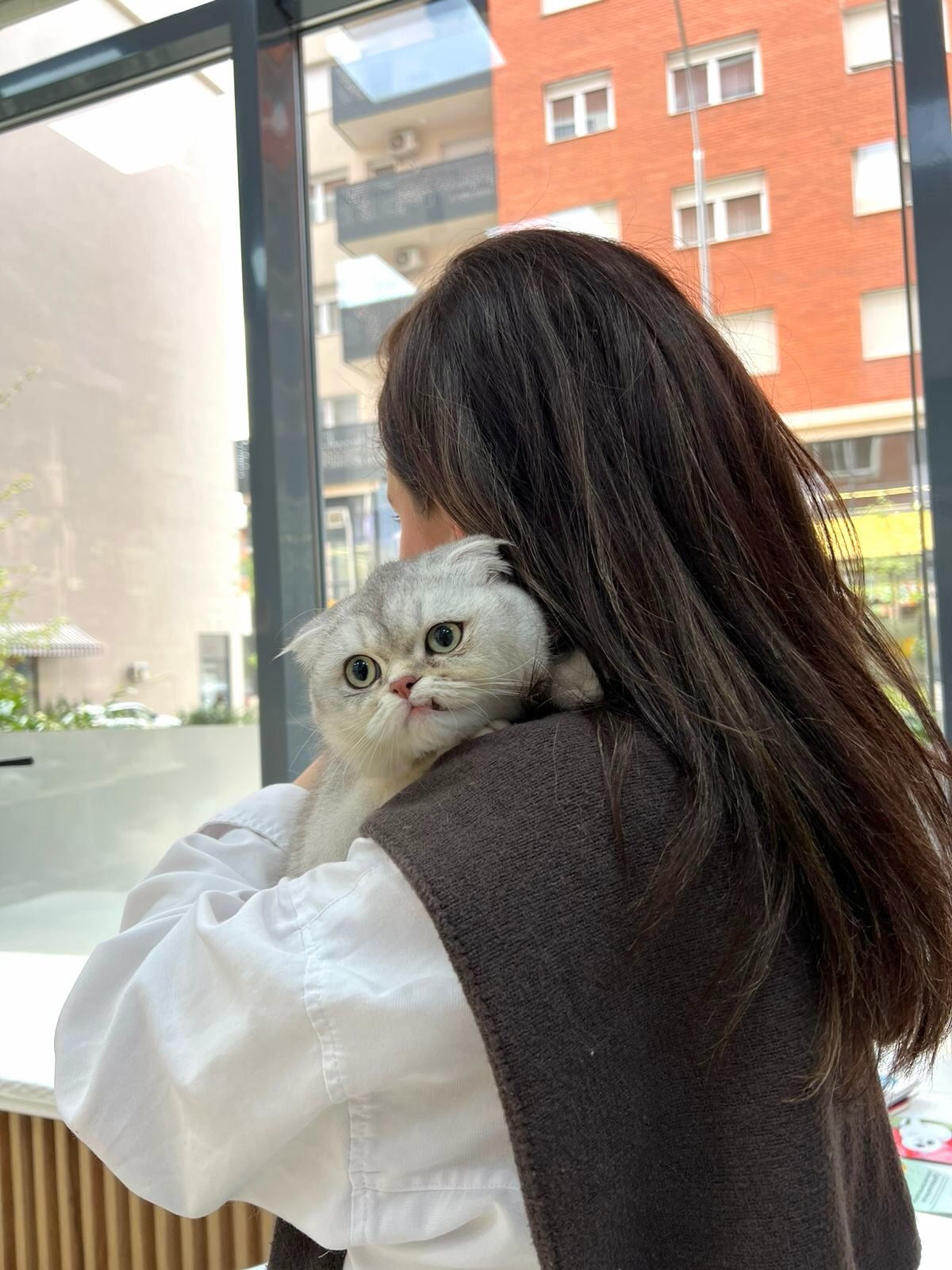 Kujdes veterinar për mace dhe qen – Vet Point Prishtina
