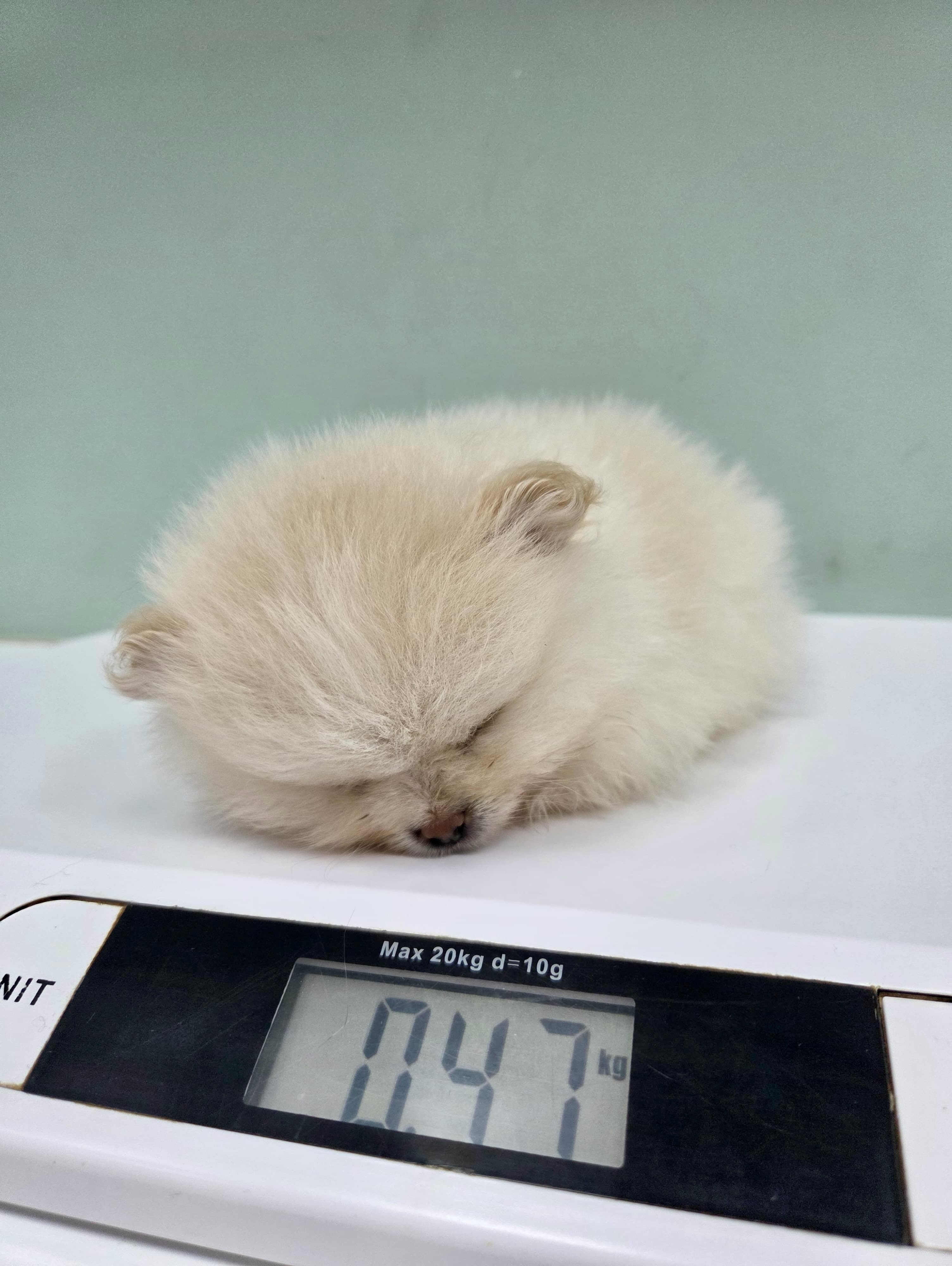 Kujdes veterinar për mace dhe qen – Vet Point Prishtina (3)