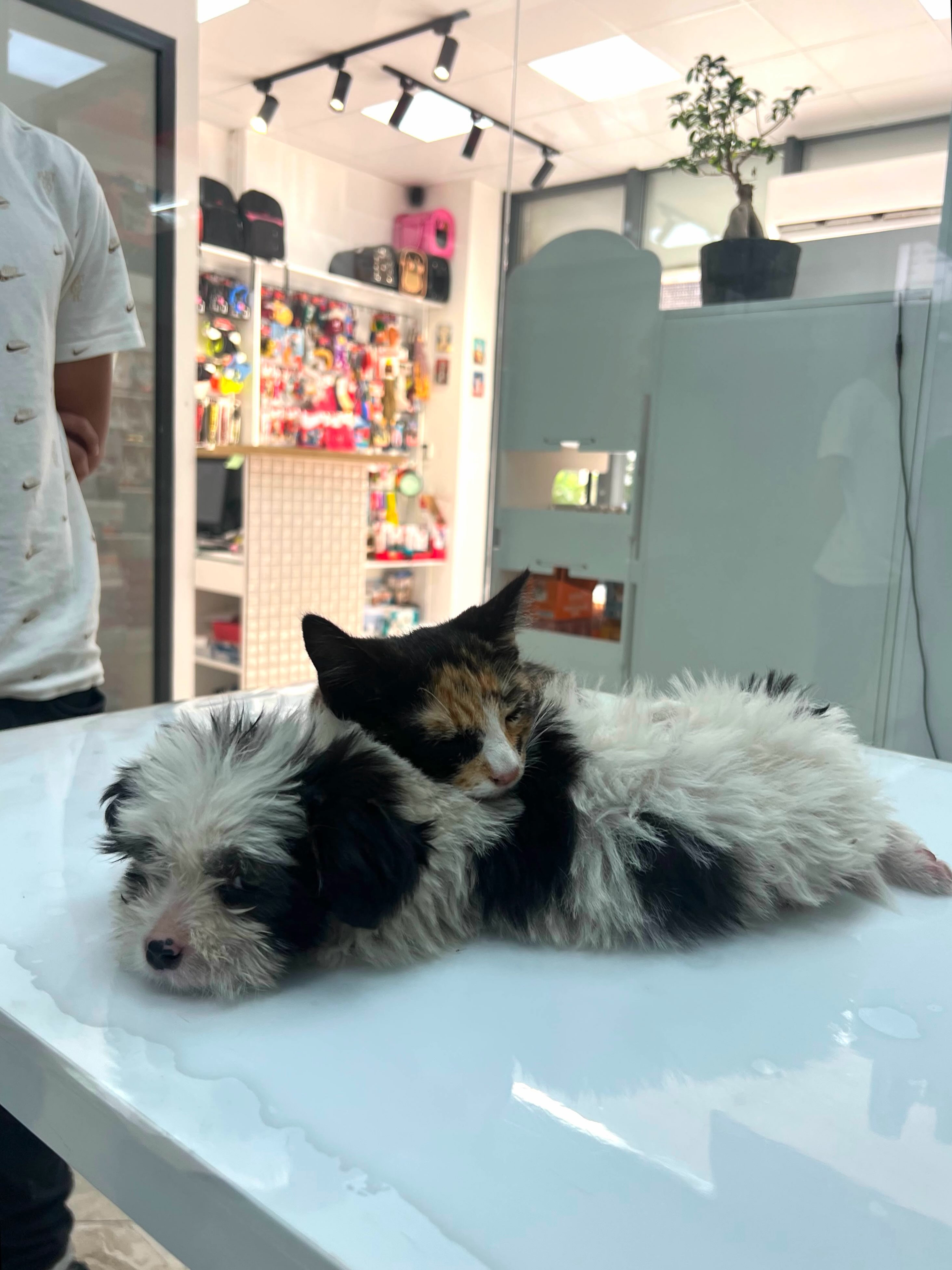 Kujdes veterinar për mace dhe qen – Vet Point Prishtina (4)