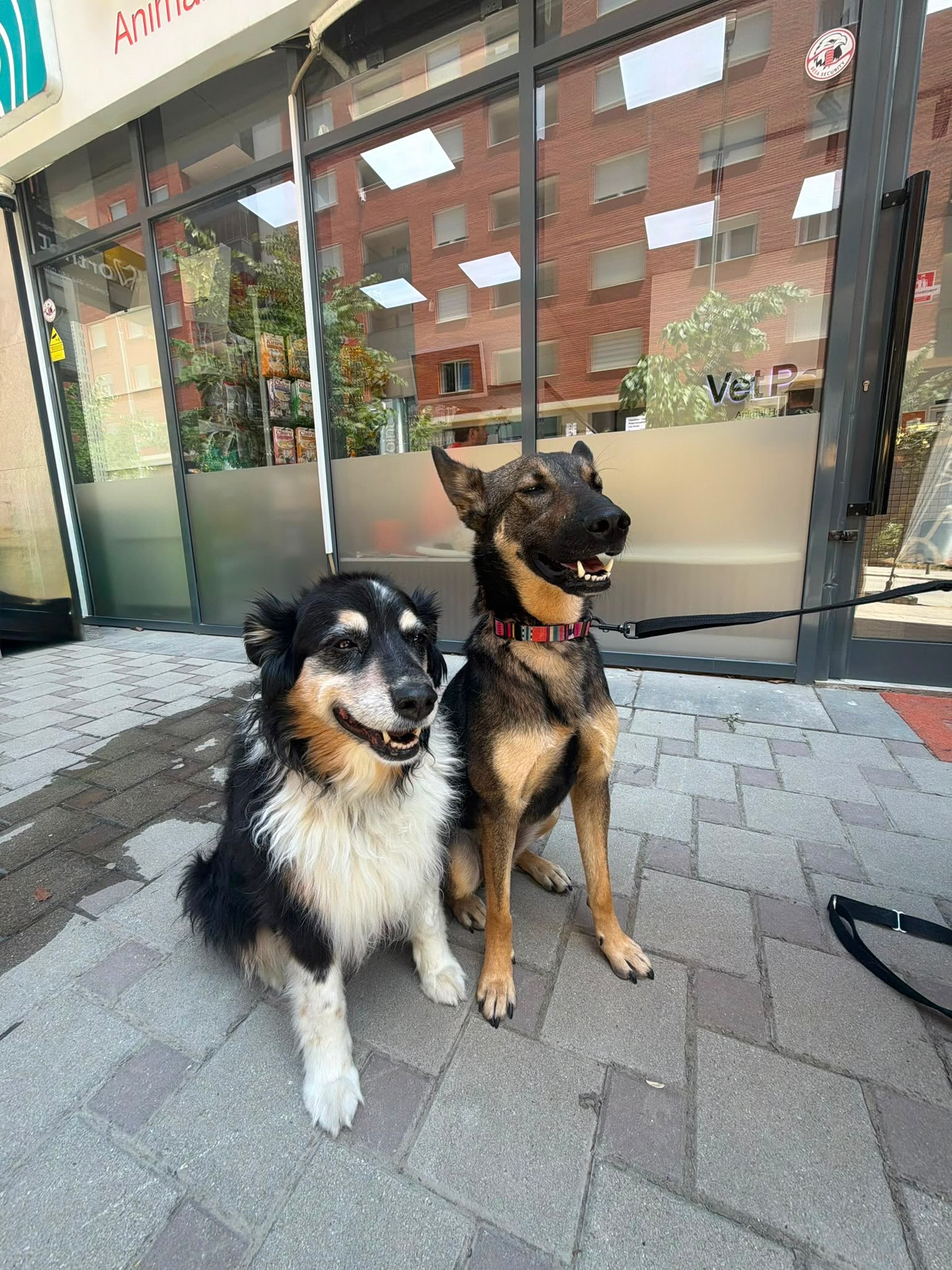 Kujdes veterinar për qen – Vet Point Prishtina
