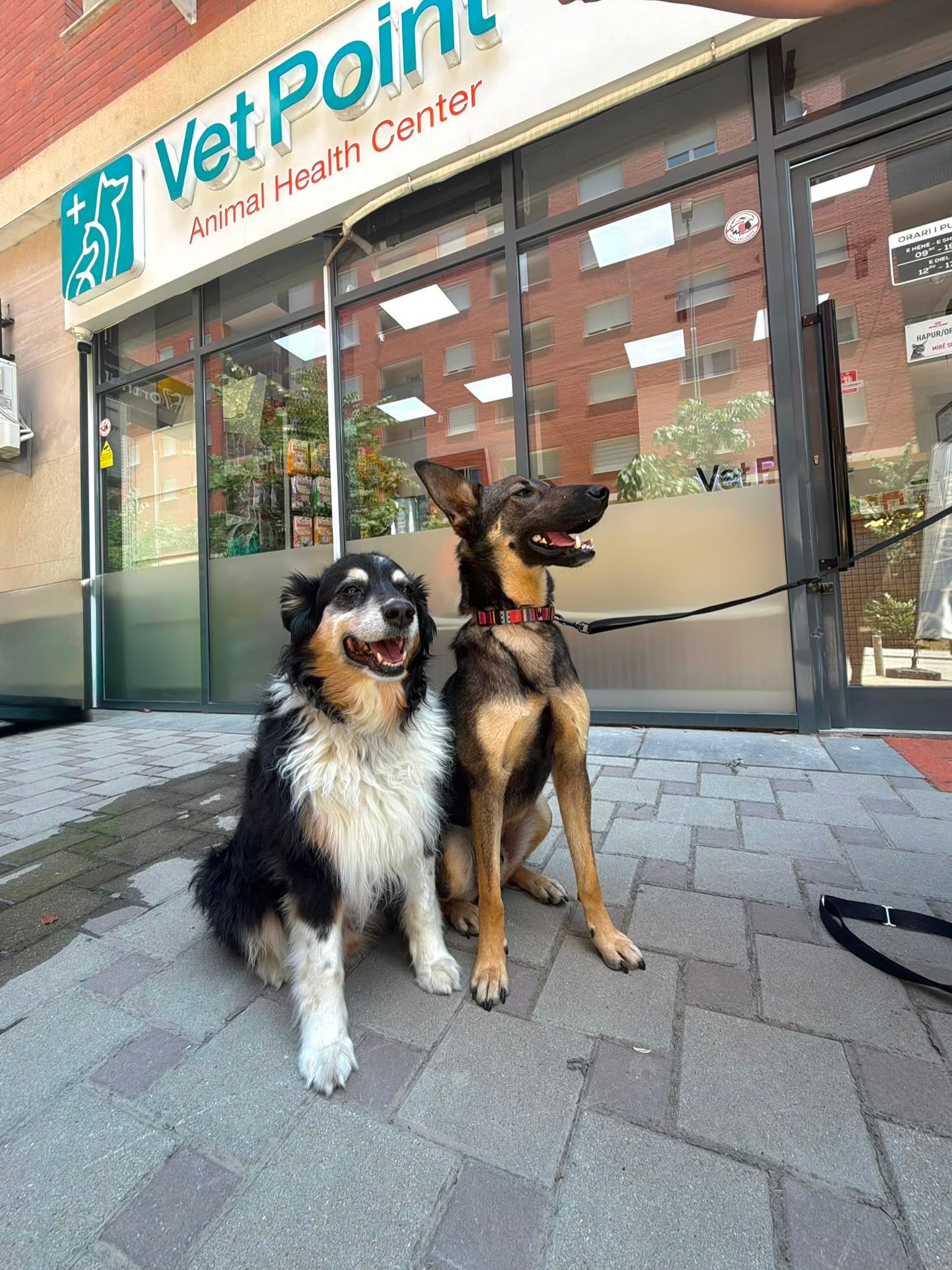 Kujdes veterinar për qen – Vet Point Prishtina (2)