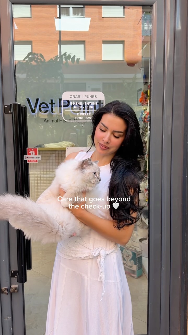 Kujdes veterinar për mace persiane – Vet Point Prishtina
