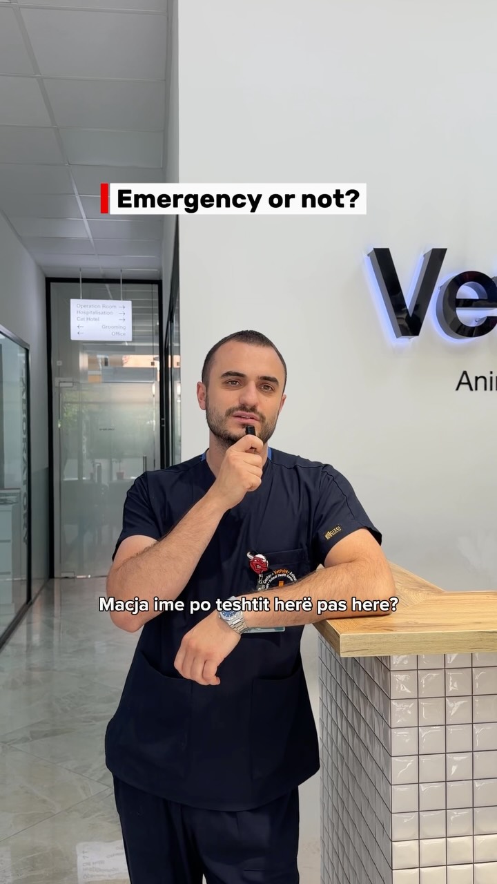 Këshilla veterinare për raste emergjente – Vet Point Prishtina