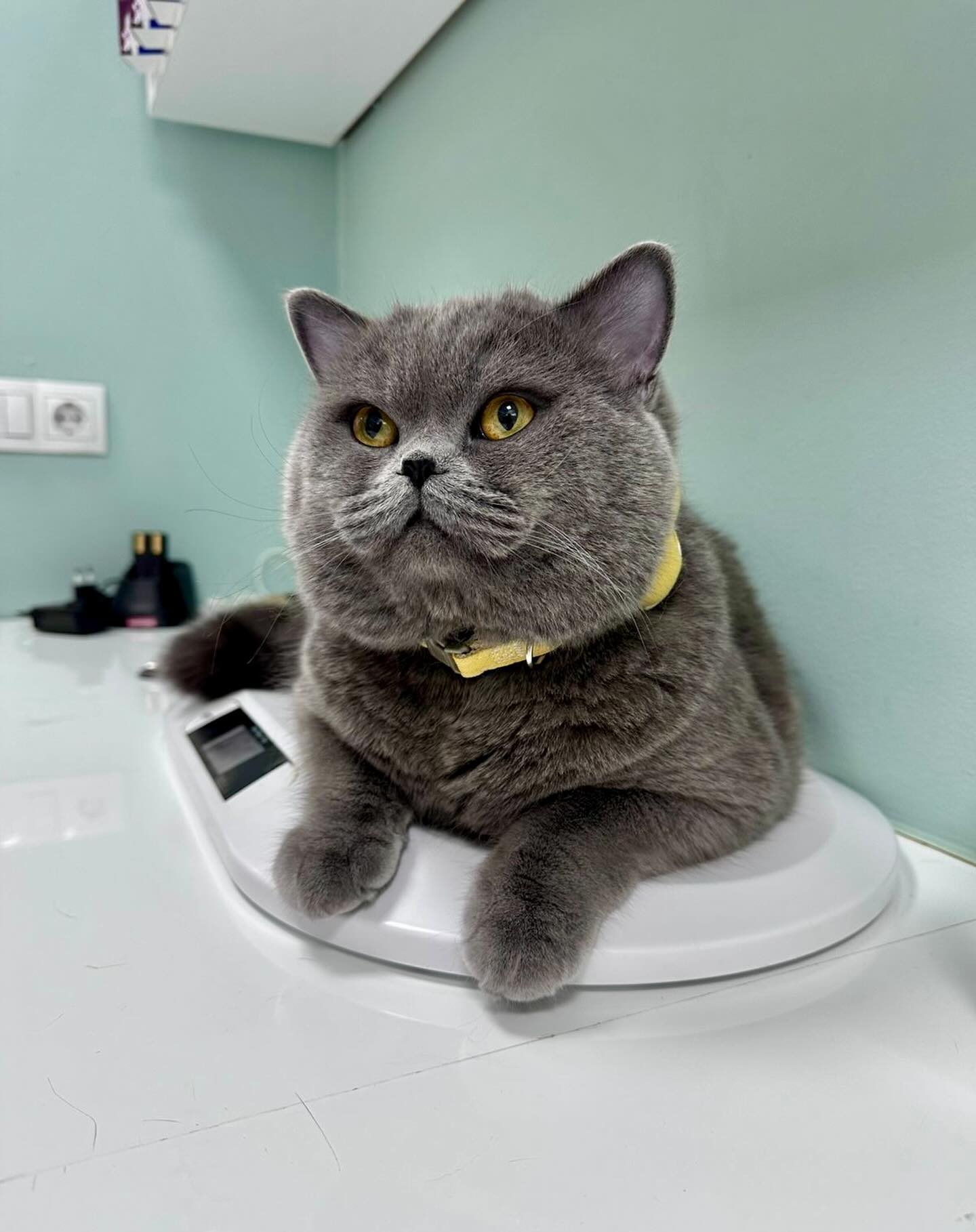 Kontroll veterinar për mace – Vet Point Prishtina