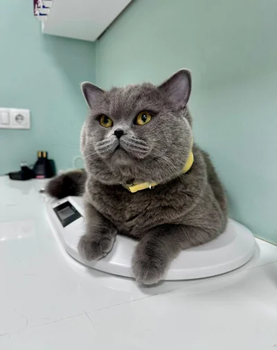 Kontroll veterinar për mace